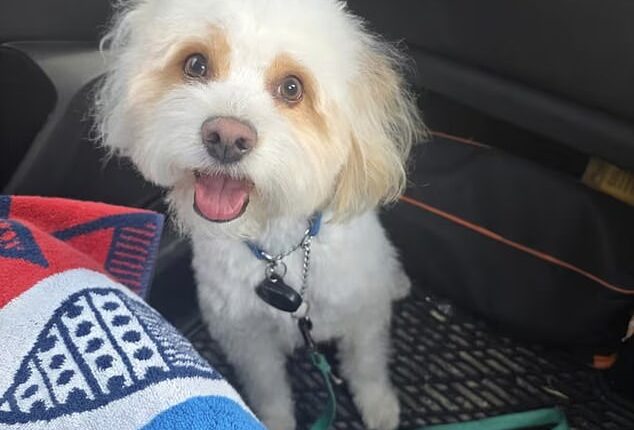 Milo, 3-year-old Maltese poodle, died last May after he was allegedly poisoned by Paula Fernandez's ex-boyfriend