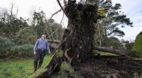 Senior Gardener Jack Beesley stands next to an upturned tree today in St Michael's Mount, Cornwall