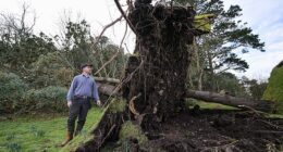 Senior Gardener Jack Beesley stands next to an upturned tree today in St Michael's Mount, Cornwall