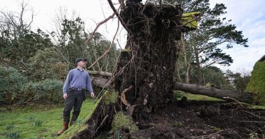 Senior Gardener Jack Beesley stands next to an upturned tree today in St Michael's Mount, Cornwall