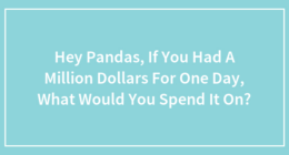 Hey Pandas, If You Had A Million Dollars For One Day, What Would You Spend It On?