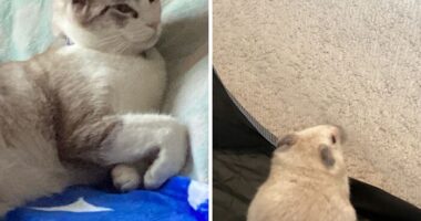 Hey Pandas, Show Me The Cutest (Or Funniest) Pictures Of Your Pets