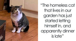 If Cat Memes Are Your Happy Place, These 80 Hilarious Posts Are Calling Your Name