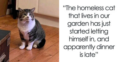 If Cat Memes Are Your Happy Place, These 80 Hilarious Posts Are Calling Your Name