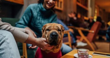 I’m moving cross country and want to fly my dog on a private jet. Is this a waste of money?