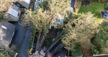 Two large trees have fallen on a house in Truro, breaking through the roof and crushing three cars