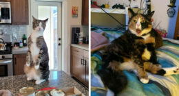 “Not A Single Thought”: 34 Cats That Are So Derpy, Their Owners Just Had To Take A Picture