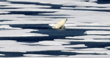 Oh, Noes! If Trump Tries to Take Greenland NATO Will Quit Us! – HotAir