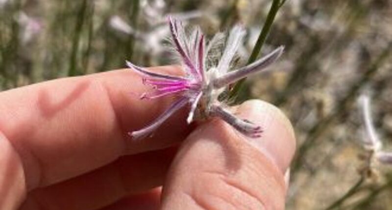 Plant species that was presumed to be extinct reappears after nearly six decades