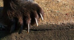 The S&P 500 is on fire — but a retreat to this level would unleash the bears