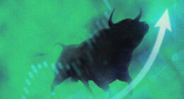 The history doesn’t look good four years into a bull market. Why these strategists are optimistic anyway.