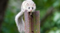 The cute appearance of glis glis is deceptive given the chaos they cause. Think the Terminator dressed up as Bambi