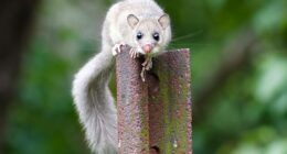 The cute appearance of glis glis is deceptive given the chaos they cause. Think the Terminator dressed up as Bambi