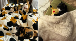 This Viral Facebook Page Proves Cats Are Natural Comedians (75 Pics)