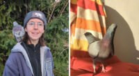 This Woman Rescued A Half-Blind Pigeon And Now Takes Him On Daily Walks (22 Pics)