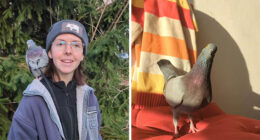 This Woman Rescued A Half-Blind Pigeon And Now Takes Him On Daily Walks (22 Pics)