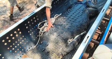 Tourists and locals have been issued a stark reality check after a massive 4.9-metre saltwater crocodile was pulled from the water just days ago at Wangi Falls in the NT