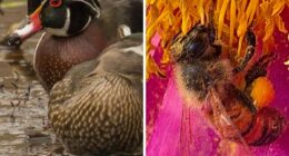 Through Their Eyes: The Rockefeller State Park Preserve Staff Photo Exhibit