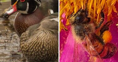 Through Their Eyes: The Rockefeller State Park Preserve Staff Photo Exhibit