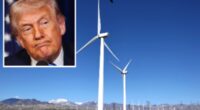 Trump again appears to misidentify bird species in series of ranting social posts about wind turbines: ‘Eagles going down!’