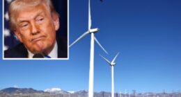 Trump again appears to misidentify bird species in series of ranting social posts about wind turbines: ‘Eagles going down!’