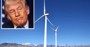 Trump again appears to misidentify bird species in series of ranting social posts about wind turbines: ‘Eagles going down!’