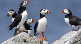 Why Do Environmentalists Hate Birds So Much? – HotAir