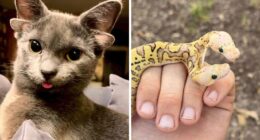 “1 In 2,000,000”: 46 Animals With Rare Genetic Mutations That Don’t Even Look Real (New Pics)