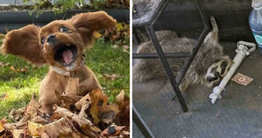 103 Horribly Unphotogenic Animals That Might Make You Laugh Way Harder Than You Should (New Pics)