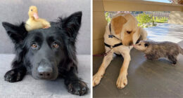 21 Unexpected Cross-Species Friendships That Are Pure Wholesome Chaos