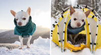 30 Images Of My Tiny Chihuahua Surviving Winter And Stealing Hearts