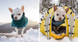 30 Images Of My Tiny Chihuahua Surviving Winter And Stealing Hearts