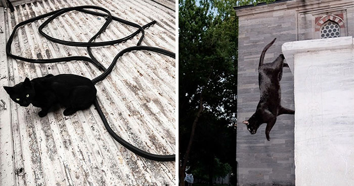 30 Touching Photos Of Street Cats Living Their Lives In Istanbul