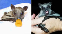 35 Photos Of Rescued Bats That Prove These Animals Are Full Of Personality