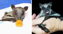 35 Photos Of Rescued Bats That Prove These Animals Are Full Of Personality