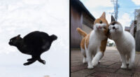 43 New Masayuki Oki Photos Of Japanese Street Cats Living Their Best Lives