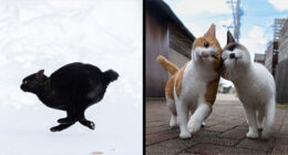 43 New Masayuki Oki Photos Of Japanese Street Cats Living Their Best Lives