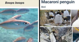 46 Times Animal Names Were So Ridiculous, People Questioned The Sanity Of Scientists Who Named Them