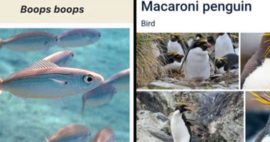 46 Times Animal Names Were So Ridiculous, People Questioned The Sanity Of Scientists Who Named Them