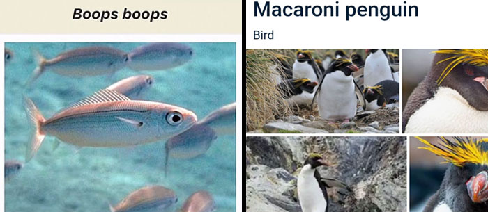 46 Times Animal Names Were So Ridiculous, People Questioned The Sanity Of Scientists Who Named Them