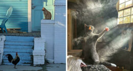 49 Incredibly Beautiful Pics Of Animals That Look Just Like Renaissance Art Masterpieces