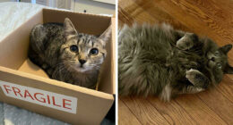 58 Hilarious Pictures Of Cats Being Existential, Sneaky, Or Straight-Up Unhinged