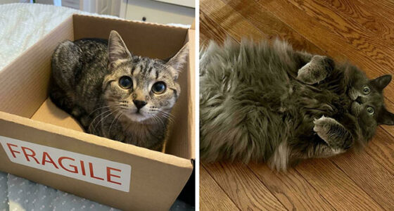 58 Hilarious Pictures Of Cats Being Existential, Sneaky, Or Straight-Up Unhinged