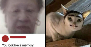 80 Weirdly Hilarious Images To Improve Your Feed As Well As Your Mood