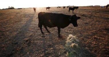 A Kidnapping in Mobile County, Alabama – HotAir