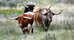 A Quick Primer on the Mexican Screw Worm Fixn' to Screw You at the Meat Counter – HotAir