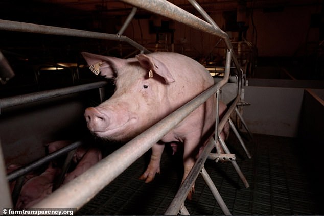 Activists mounted a campaign to free Sow No 8416 (above), which they have dubbed Olivia, and started a petition demanding the pig be released from captivity