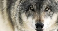 Colossal Is Using New AI Tools That Might Just Save the Gray Wolf