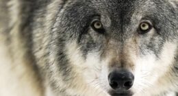 Colossal Is Using New AI Tools That Might Just Save the Gray Wolf