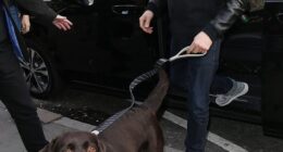 Ant McPartlin has reportedly jetted out of the country as he struggles to deal with the grief from the loss of his beloved dog Hurley